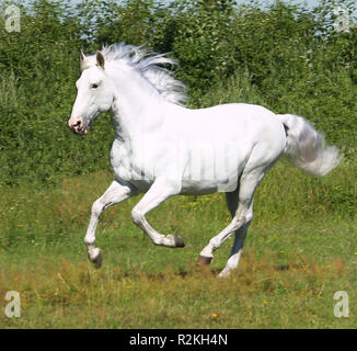 Le galop étalon blanc Banque D'Images