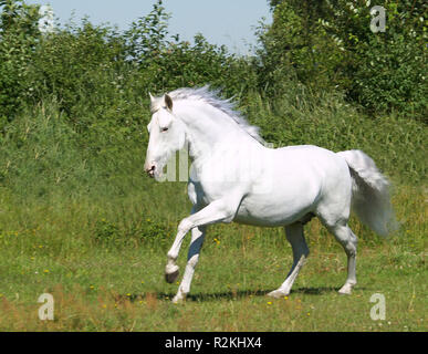 Gallop Banque D'Images