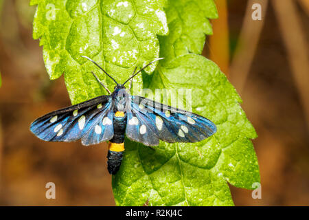 Repéré neuf ou papillon ceinture jaune (Amata phegea Burnett, anciennement Syntomis phegea) est un papillon de la famille ('Erebidae Tiger Moth') - Ombrie, Italie Banque D'Images
