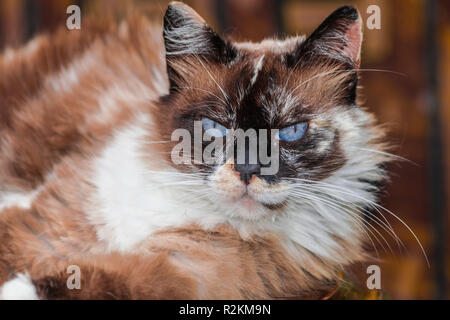 De longs cheveux brun blanc chat aux yeux bleus, Banque D'Images