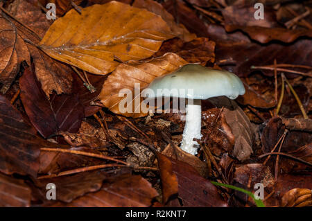 La mort, champignon Amanita phalloides, Catalogne, Espagne Banque D'Images