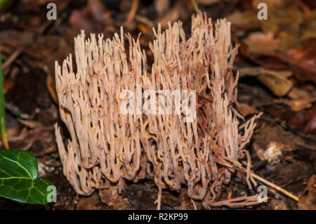 Belle Ramaria formosa, clavaria, Catalogne, Espagne Banque D'Images