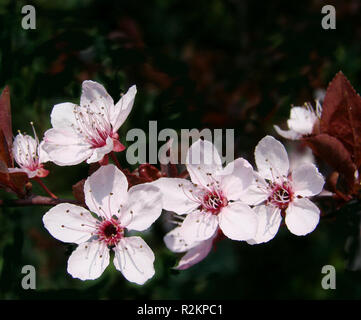 Des fleurs sur le buisson Banque D'Images