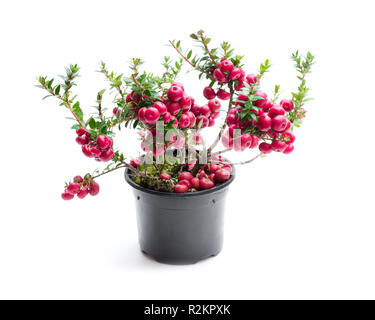 Noël en pot plante sempervirente isolated on white Banque D'Images