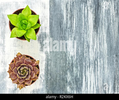 Deux petites plantes succulentes sur toile artistique avec des coups de pinceau blanc et gris, avec l'exemplaire de l'espace. Banque D'Images