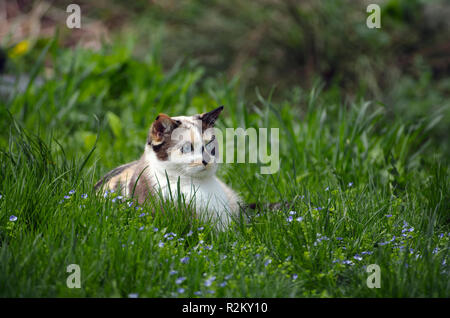 Portrait d'un chat calico assis dans l'herbe Banque D'Images