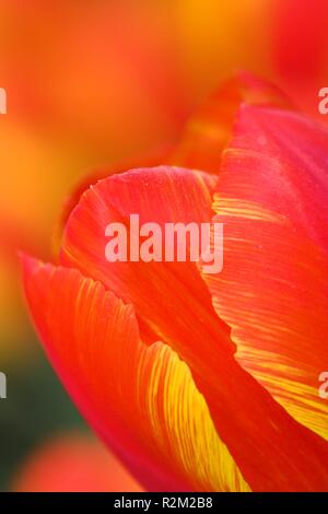 tulip Banque D'Images