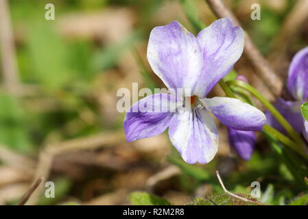 Blanc bleu violet Banque D'Images