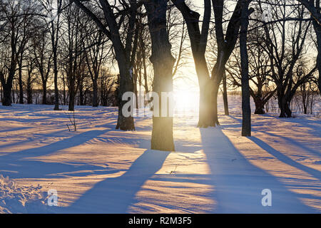 Soleil qui brille à travers les arbres d'hiver long Casting Shadows. Banque D'Images