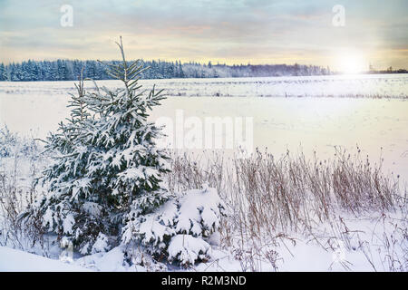 Épinettes en bordure d'un champ agricole hiver. Banque D'Images