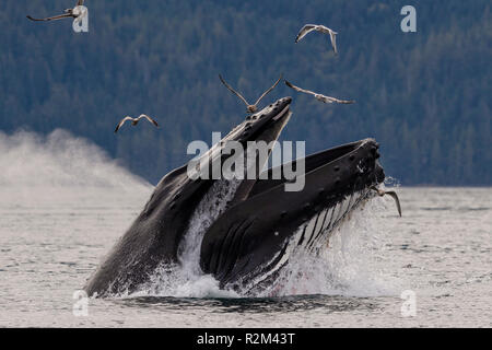 Baleine à bosse (Megaptera novaeangliae) sur une jambe dans l'alimentation de l'île Hanson Blackfish Sound près de l'archipel de Broughton, le territoire des Premières Nations, BRI Banque D'Images