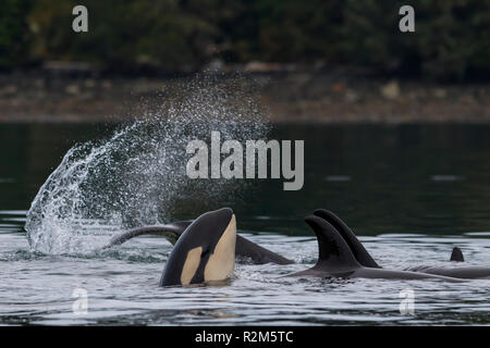 Famille de pod d'orques épaulards (Orcinus orca) qui jouent près de l'archipel de Broughton, le territoire des Premières Nations, au large de l'île de Vancouver, Br Banque D'Images