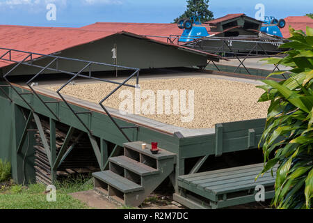 Hawaii, Kealakekua - séchage des grains de café avant d'être rôti à Greenwell Farms, un grand producteur de café de Kona. Les toits rouges peuvent être reconduits th Banque D'Images