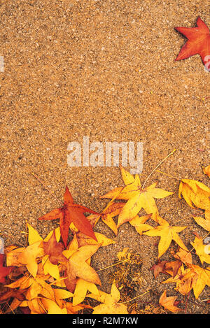 Automne érable japonais multicolore des feuilles sèches sur le sol naturel organique texture pattern Banque D'Images