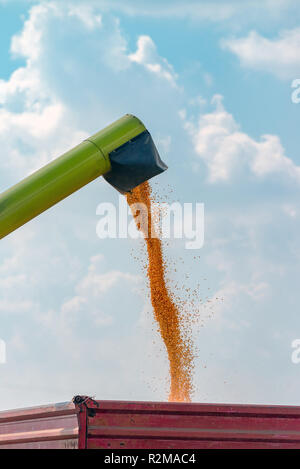 Déchargeur de moissonneuse-batteuse en grains de maïs versant fret tracteur panier après la moisson abondante et fructueuse Banque D'Images