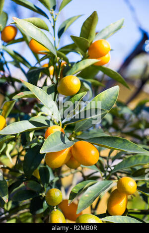 Mandarines orange sur la branche au printemps de l'avis Banque D'Images