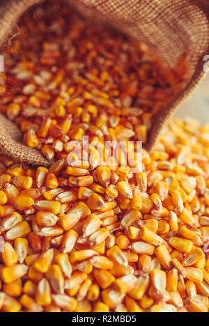 Les grains de maïs récoltés s'échappant du sac de jute, le concept d'abondance et de grand rendement après récolte réussie Banque D'Images
