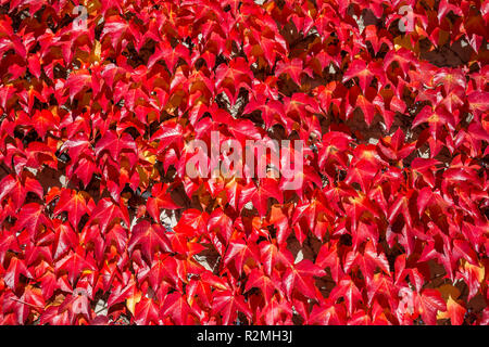 La vigne sauvage à l'automne, feuilles rouges, close-up, Banque D'Images