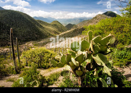 Dans le paysage de cactus Tehuacan-Cuicatlan réserver à Puebla, au Mexique. Banque D'Images