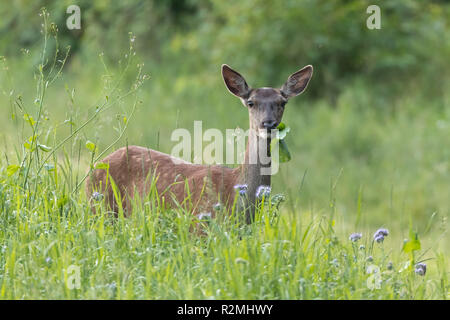 Red Deer, Hind calf Banque D'Images