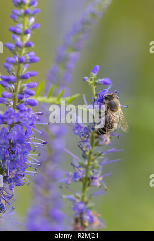 Veronica longifolia Véronique, jardin, fleur de l'année 2018 Banque D'Images