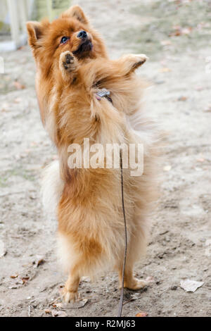 Spitz pomeranian orange chien mignon et fluffy Banque D'Images