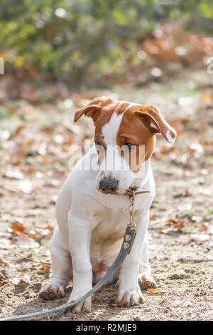 Triste doggy Jack Russell Terrier est assis sur le sol Banque D'Images