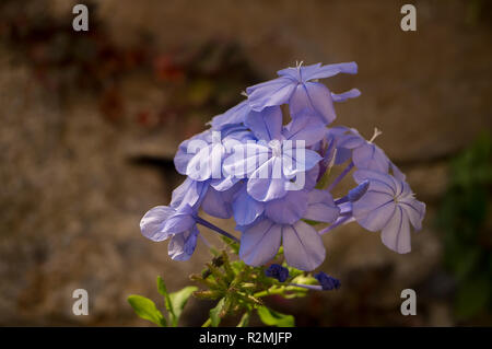 Plumbago auriculata : groupe de fleurs bleues Banque D'Images