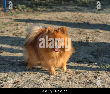 Spitz orange ridicule chien pomeranian mignon et fluffy sur marche Banque D'Images