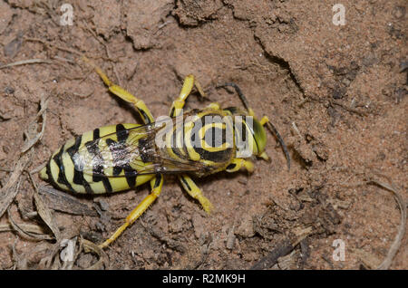 Wasp, sous-Stictiellina de sable, creuser dans le sol Banque D'Images