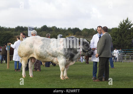 White bull bleu Britannique dans une arène d'exposition Banque D'Images