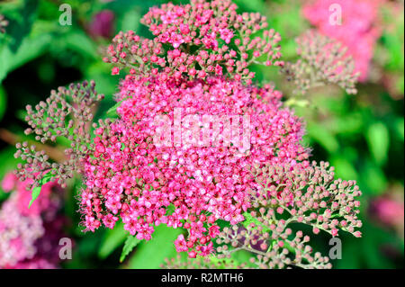 Rose rose foncé avec de corymbe, le modeste Spiraea japonica floraison en place ensoleillée dans le jardin tout au long de l'été Banque D'Images