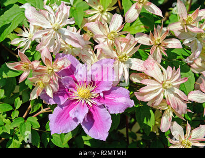 De plus en plus grégaires grimpeurs, clématites ou clematis, les variétés Clematis montana 'Dusky Star' de Nouvelle-Zélande avec de petites fleurs rose pâle et Clematis Piilu avec de grandes fleurs roses, l'ensemble sur un support d'escalade dans le début de l'été jardin Banque D'Images