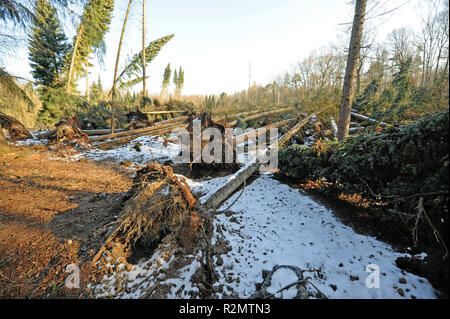 Tempête de verglas de Friederike' ont balayé la Saxe à la fin de janvier 2018 dans la force d'un ouragan et gauche de lourds dégâts dans les forêts de Saxe à travers les arbres tombés, comme ici à Colditzer Wald Banque D'Images