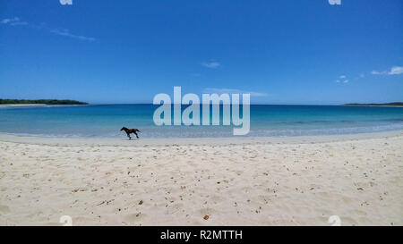 Cheval Noir fonctionne sur une plage de sable blanc, à la mer turquoise, les Fidji Banque D'Images