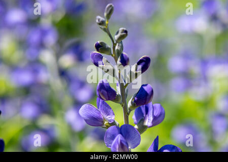 Bleu indigo sauvage comme plante médicinale pour la médecine naturelle et la phytothérapie Banque D'Images