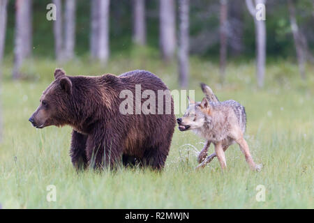 Les attaques de loups Ours brun Banque D'Images