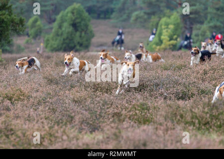 Pack de chien, Foxhounds Banque D'Images