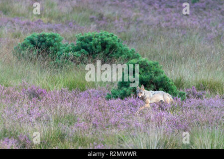 Wolf dans blooming heath Banque D'Images