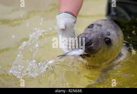 Büsum, Allemagne. 20 Nov, 2018. Les quatre semaines d'étanchéité gris perle 'Elvis' est nourris avec des poissons dans le sceau Friedrichskoog station. Hurleurs sont les jeunes phoques séparés de façon permanente de leur mère. Axel Heimken Crédit :/dpa/Alamy Live News Banque D'Images