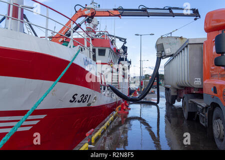 Baltimore, West Cork, Irlande, le 20 novembre 2018. Cet énorme de captures de chinchard de plus de 4 camions a été déchargé au quai de Baltimore aujourd'hui, la capture est pompée à terre sur les camions. Le poisson frais est ensuite transporté jusqu'à Killybegs pour être traitées avant l'expédition sur le marché japonais. Credit : aphperspective/Alamy Live News Banque D'Images