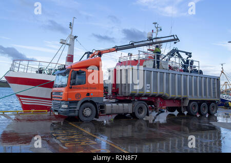 Baltimore, West Cork, Irlande, le 20 novembre 2018. Cet énorme de captures de chinchard de plus de 4 camions a été déchargé au quai de Baltimore aujourd'hui, la capture est pompée à terre sur les camions. Le poisson frais est ensuite transporté jusqu'à Killybegs pour être traitées avant l'expédition sur le marché japonais. Credit : aphperspective/Alamy Live News Banque D'Images