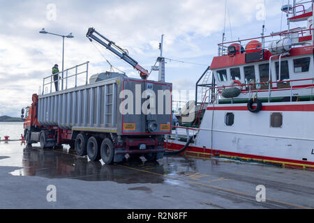 Baltimore, West Cork, Irlande, le 20 novembre 2018. Cet énorme de captures de chinchard de plus de 4 camions a été déchargé au quai de Baltimore aujourd'hui, la capture est pompée à terre sur les camions. Le poisson frais est ensuite transporté jusqu'à Killybegs pour être traitées avant l'expédition sur le marché japonais. Credit : aphperspective/Alamy Live News Banque D'Images