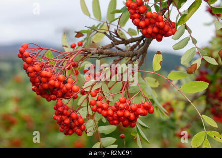 Sorbier des oiseleurs ou Sorbus aucuparia - Fruits Banque D'Images