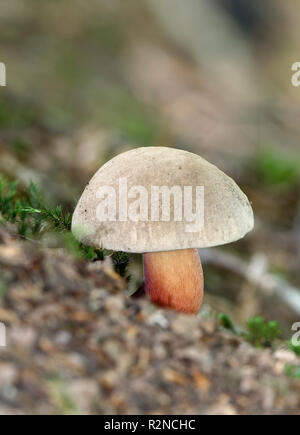 - Caloboletus Hêtre Bolet amer calopus Bolet champignon trouvés sous les arbres de chêne et hêtre Banque D'Images