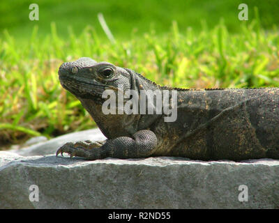 Fond vert lézard contre Banque D'Images