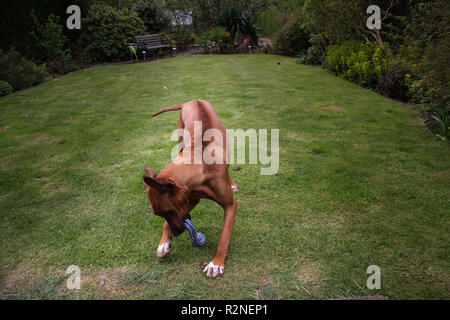 Le Rhodesian Ridgeback dog Banque D'Images
