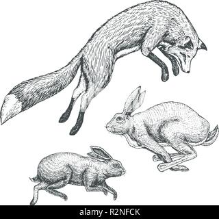 Les animaux sauvages de la forêt de sauter vers le haut. Planeur le renard roux et le lièvre et lapin. Recherche concept alimentaire. Vintage style. Croquis dessinés à la main, gravée. Illustration de Vecteur