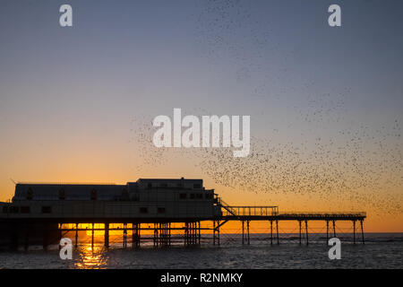 Après un magnifique ciel bleu ensoleillé jour Aberystwyth a eu droit à un magnifique coucher de soleil avec l'étourneau murmuration,et,puis,le repos,sur,selon,Royal Pier, Banque D'Images