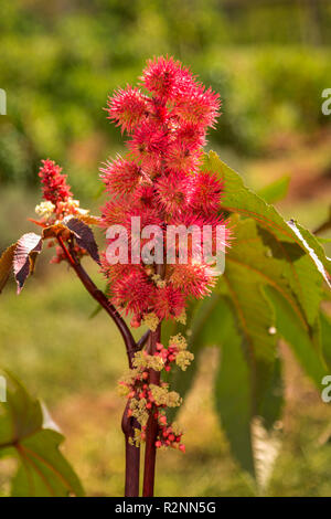 La floraison Ricin plant cultivé à Monticello jardin. Banque D'Images